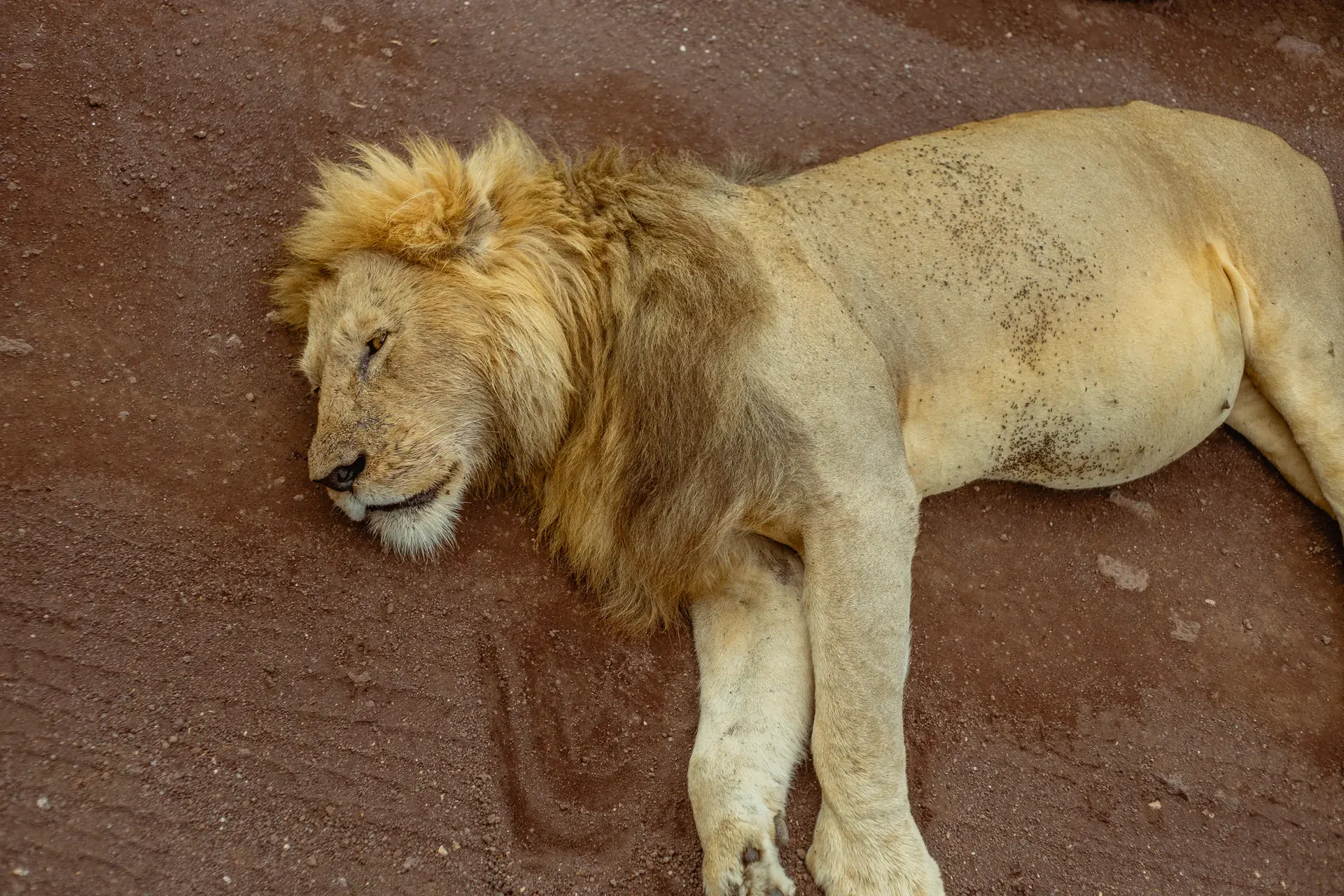 Lion in an East African safari landscape